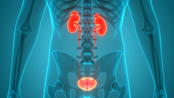 Curso de Estudios Radiológicos del Sistema Urinario